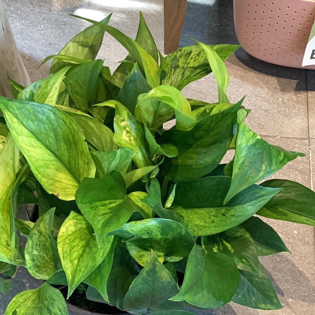 Planta Pothos MarbleQueen