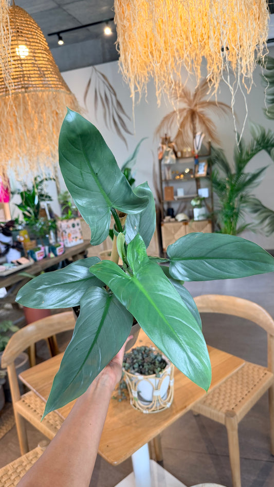 PLANTA PHILODENDRO SILVER SWORD