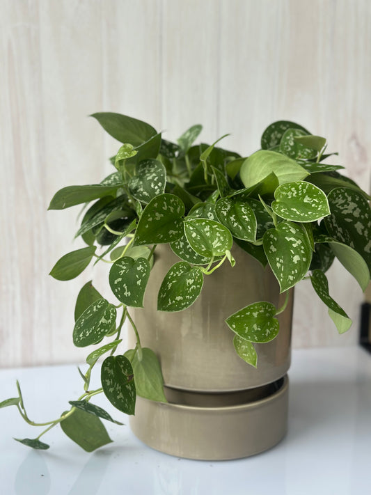 Planta Pothos Satin Colgante Grande