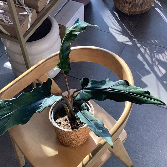 Planta Calathea Lauterbachiana