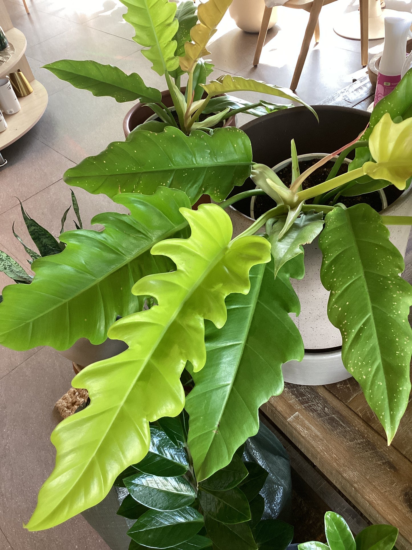 PLANTA PHILO NARROW NEON