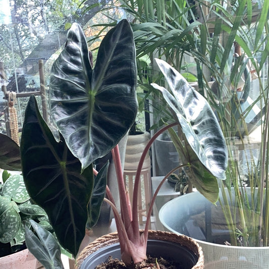 Planta Alocasia Baginda