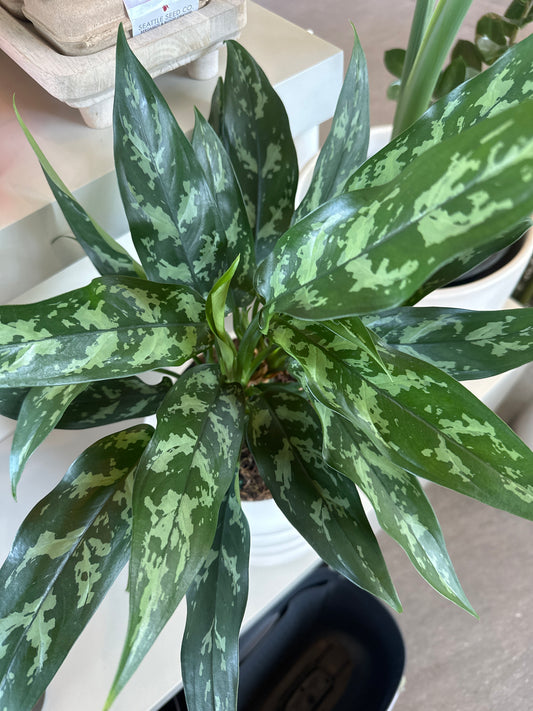 Planta Aglaonema Chinese Evergreen