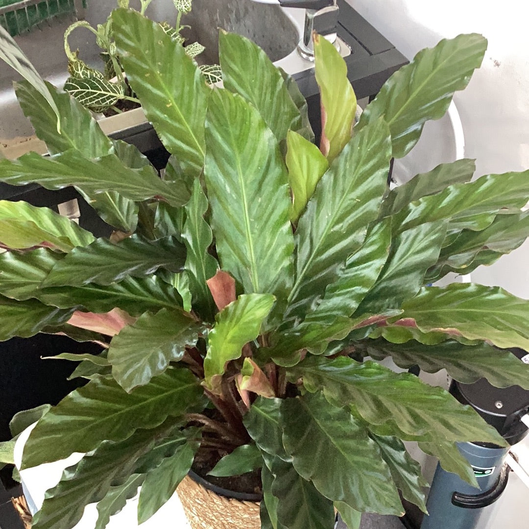 Planta Calathea Rufibarba