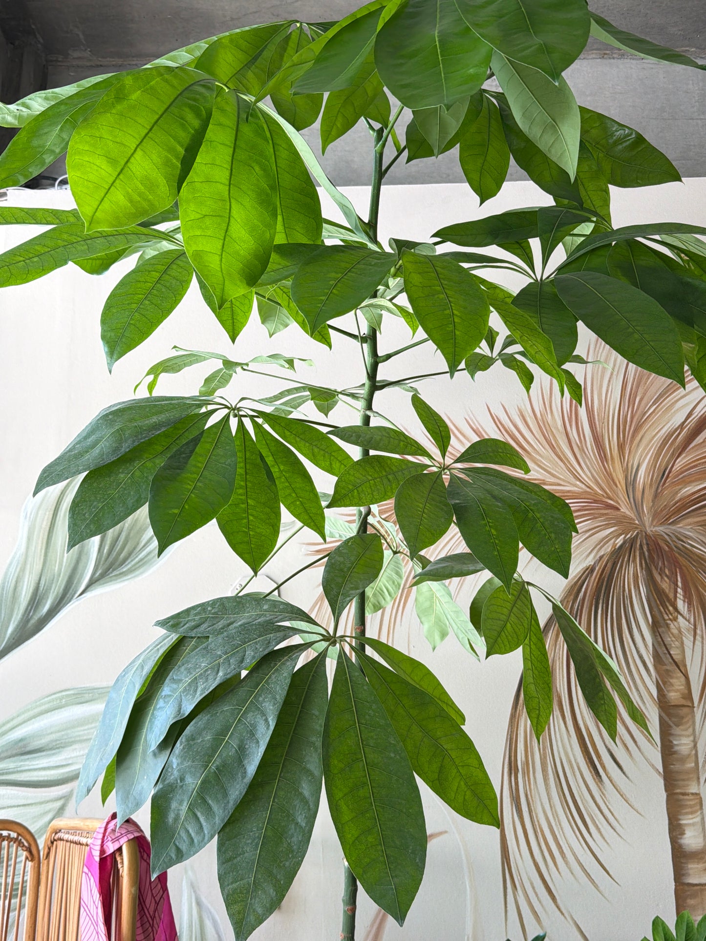 Planta Money Tree (Arbol)