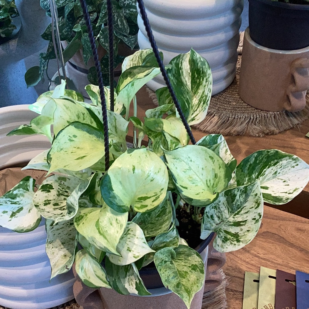 Planta Pothos MarbleQueen