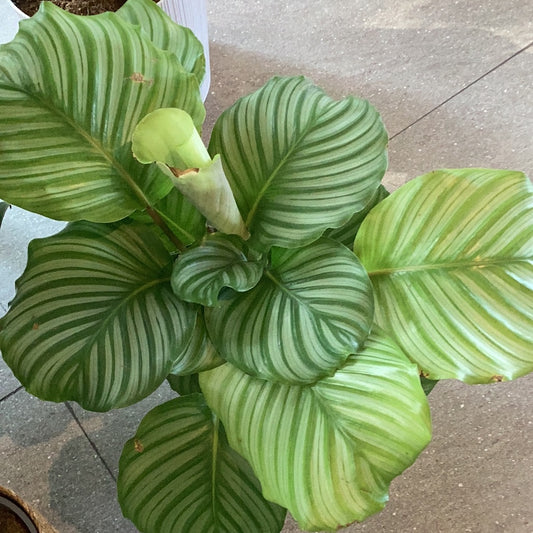 PLANTA CALATHEA ORBIFOLIA GRANDE