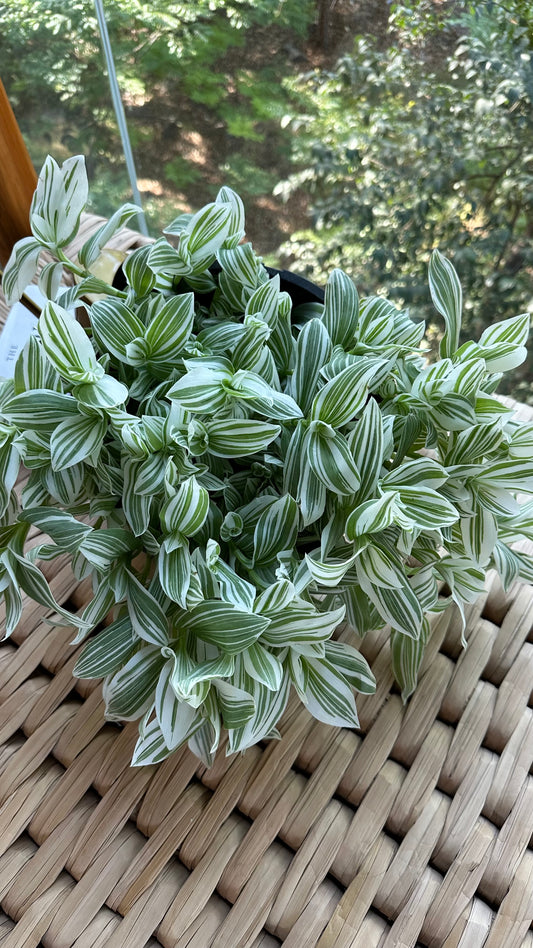 Trandescantia White
