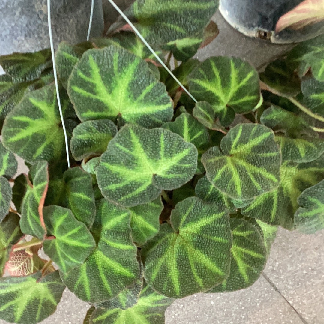 Planta Begonia Reptil