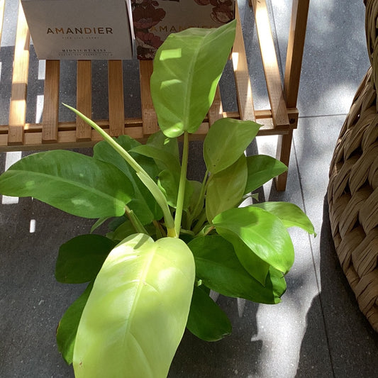 PLANTA PHILODENDRON MOONLIGHT