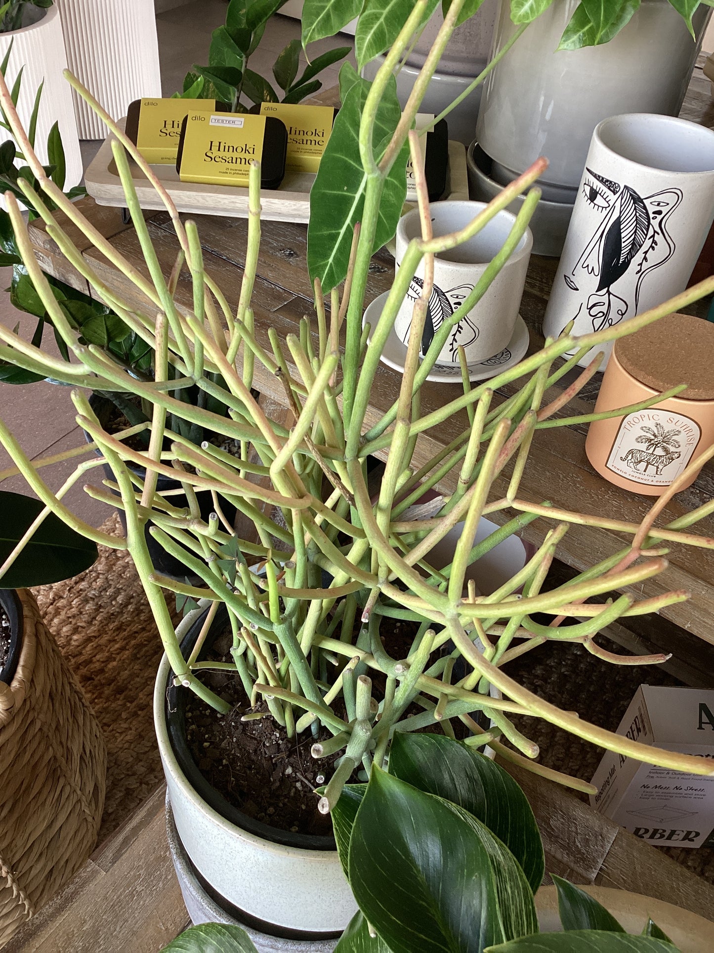 Planta Euphorbia Tirucalli