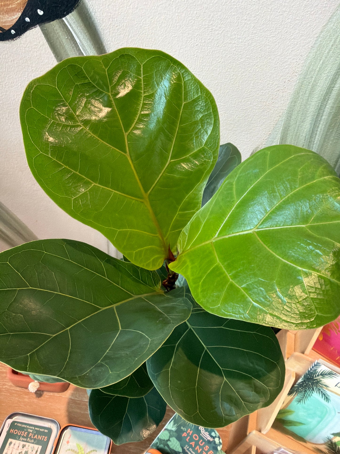 Planta Pandurata Bambino