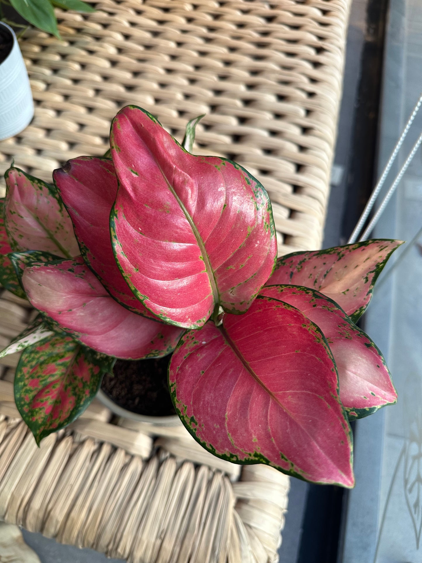 Planta Aglonema Ruby