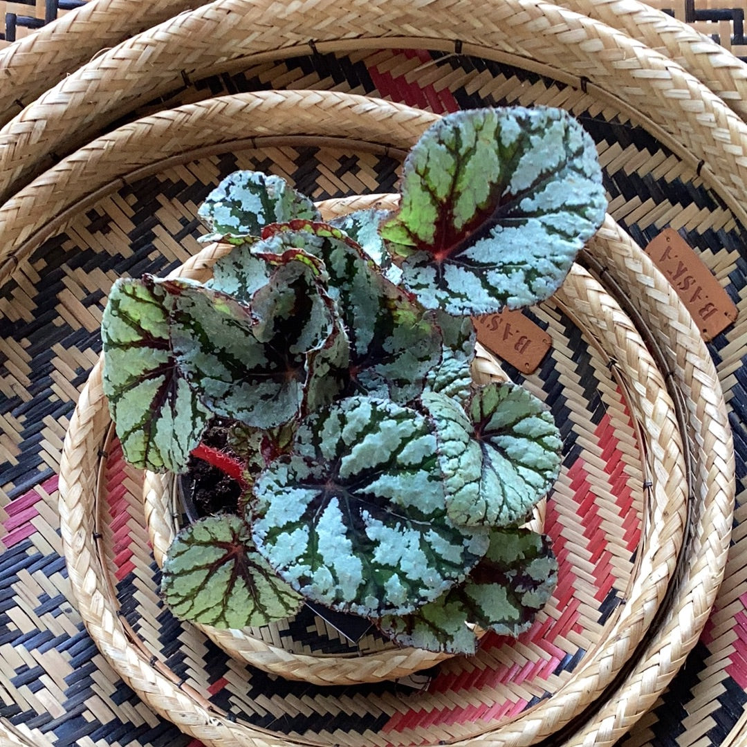 Planta Begonia Rex