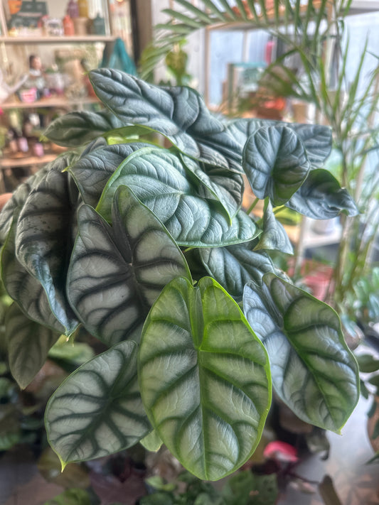 PLANTA DRAGON SILVER