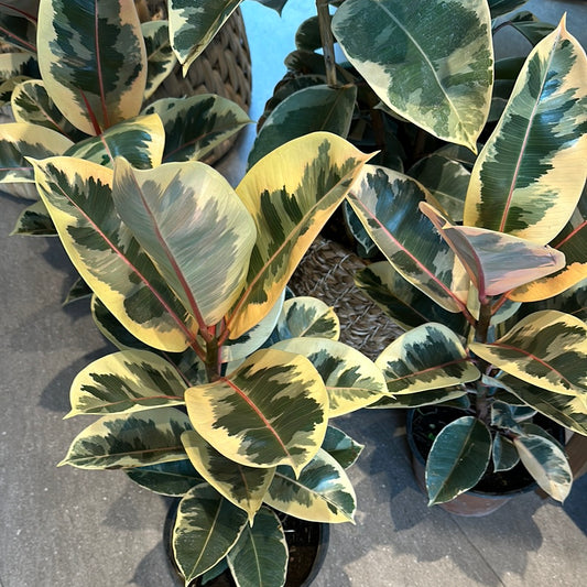 Planta Hule Variegada Chica