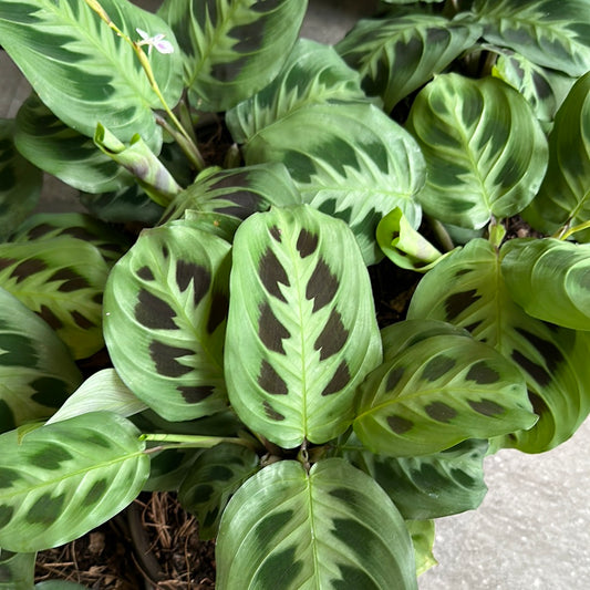 Planta Maranta Chica