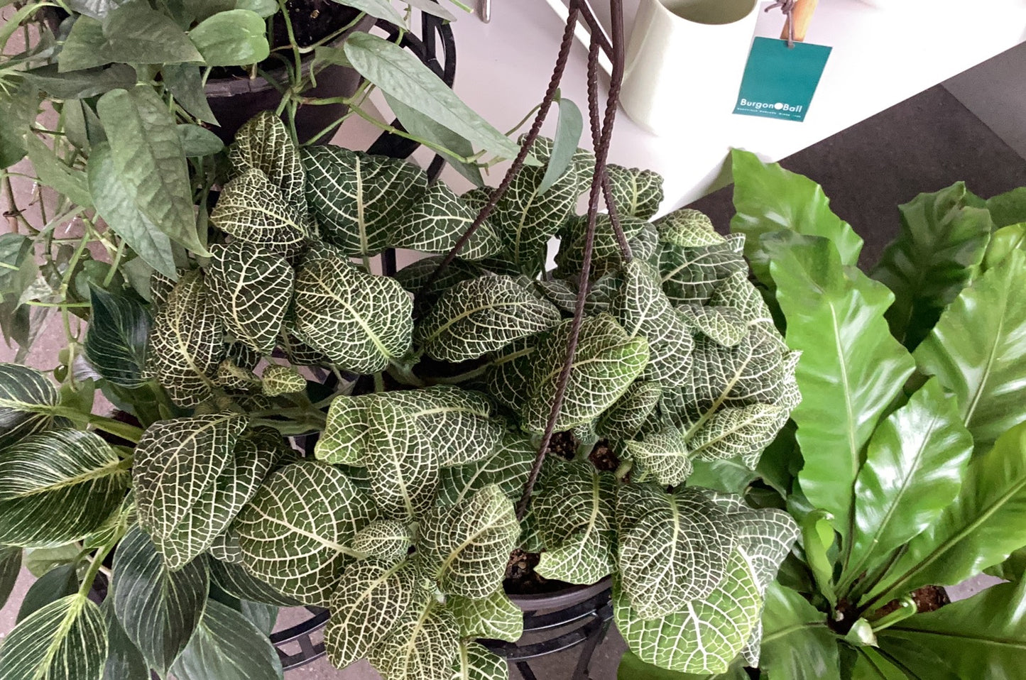 Planta Fittonia Grande