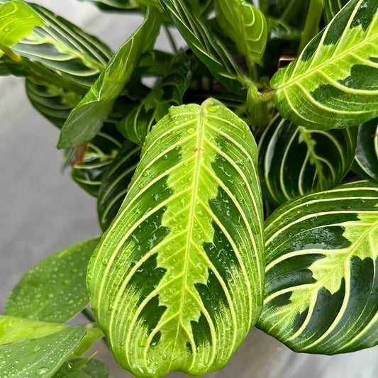 Planta Maranta Roja Grande