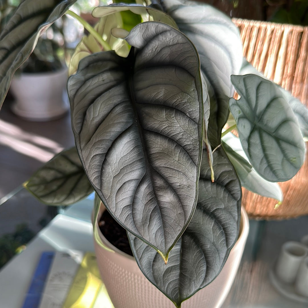 Planta Alocasia Dragon