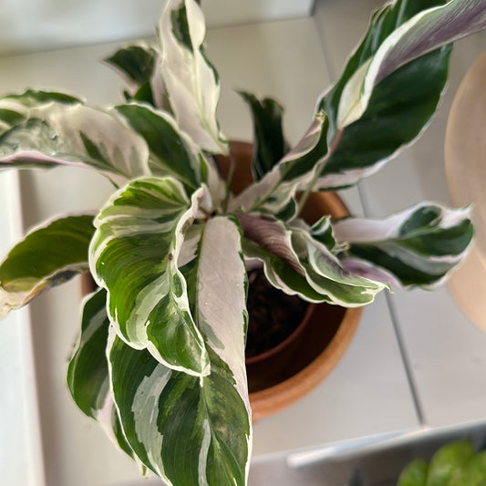 Planta Calathea White Fusion