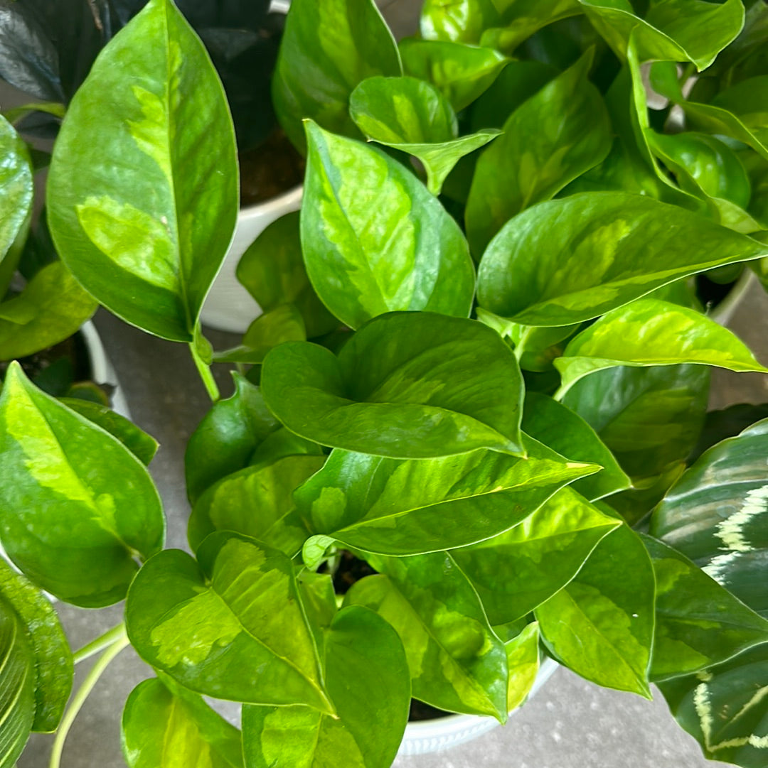 Planta Golden Pothos