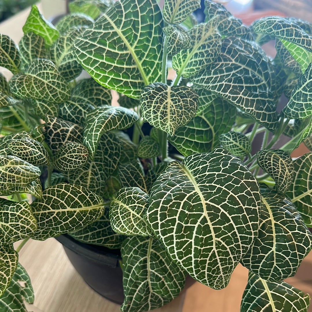 Planta Fittonia Mediana