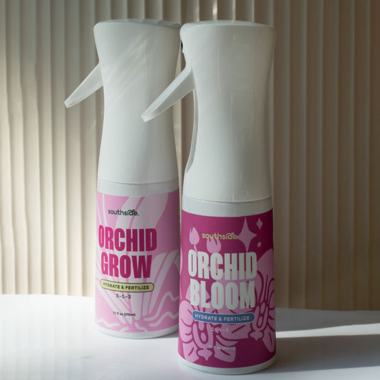 Orchid Bloom / Orchid Glow