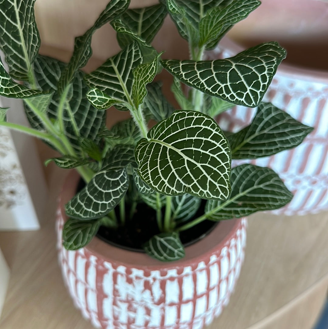 Planta Fittonia S