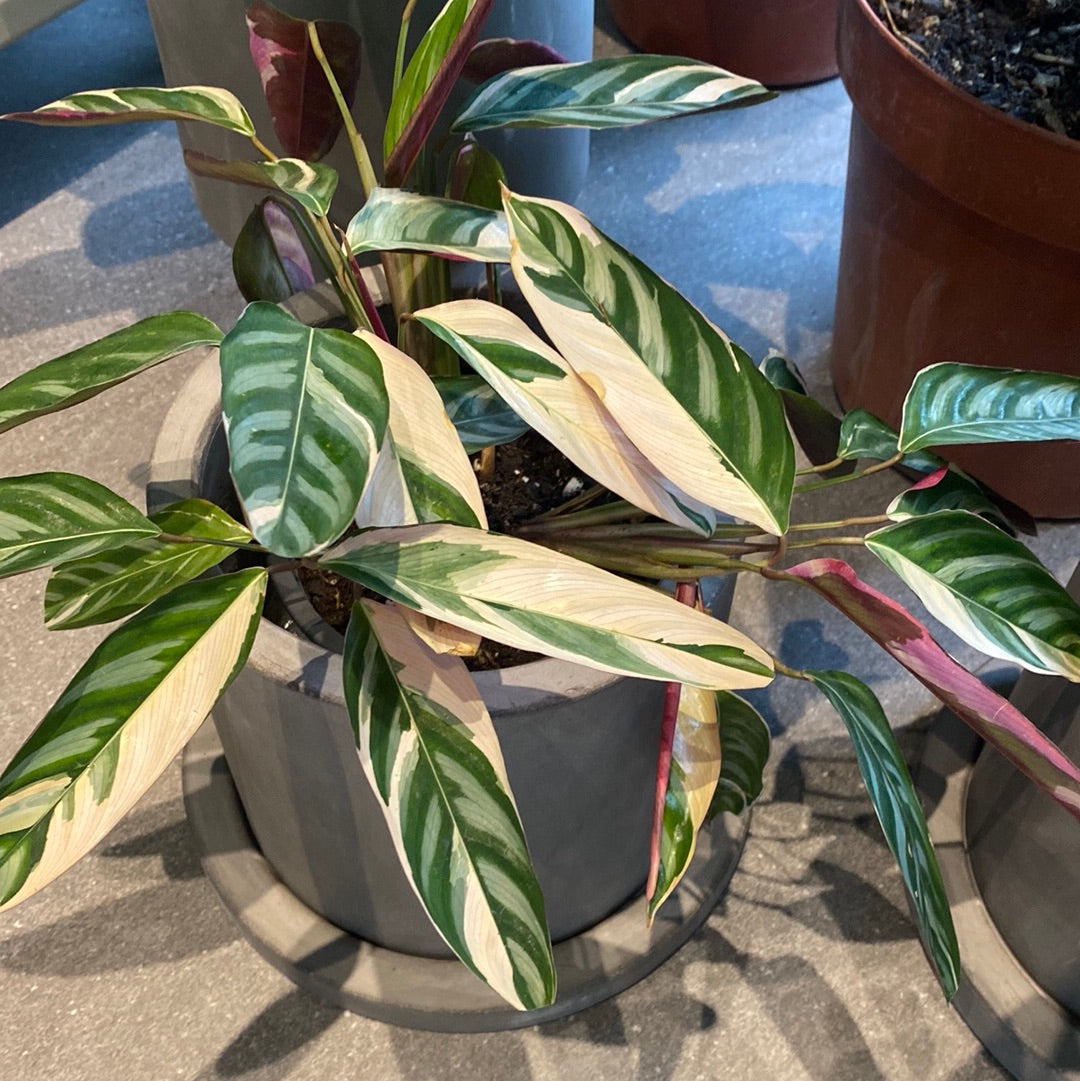 Planta Calathea Triostar