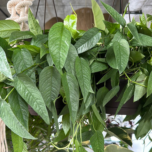 Planta Philodendron Colgante