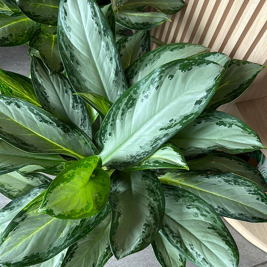 Planta Aglonema Silver Grande