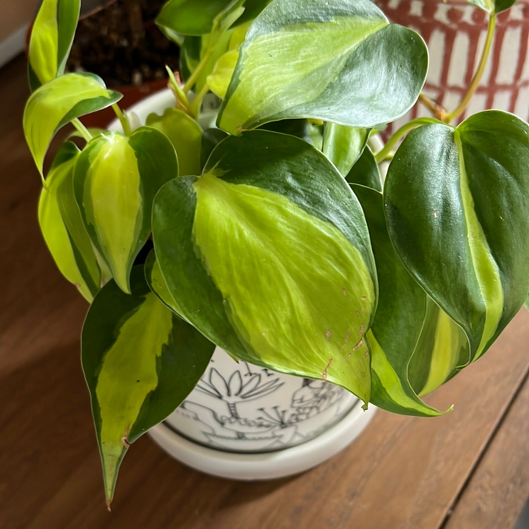 Planta Philodendron Brazil Chica