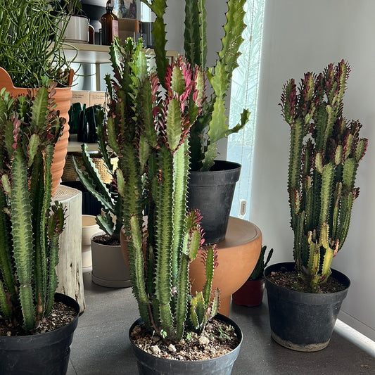 Planta Euphorbia Trigona