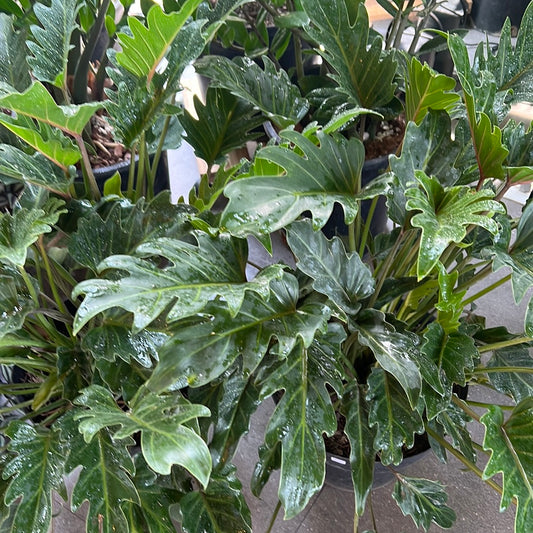 Planta Philodendron Xanadú