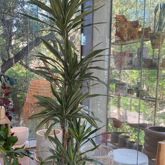 Planta Dracaena Warneki