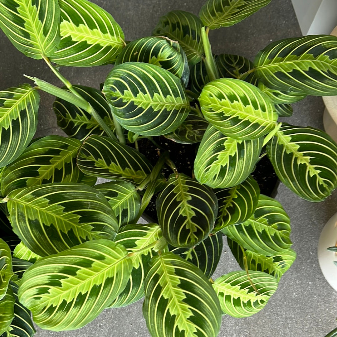 Planta Maranta Verde