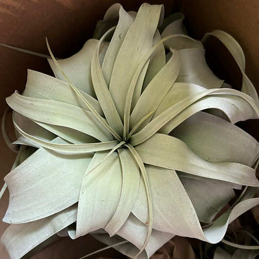 Planta de Aire Xerographica Jumbo