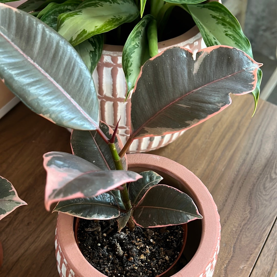 Planta Ficus Ruby Red