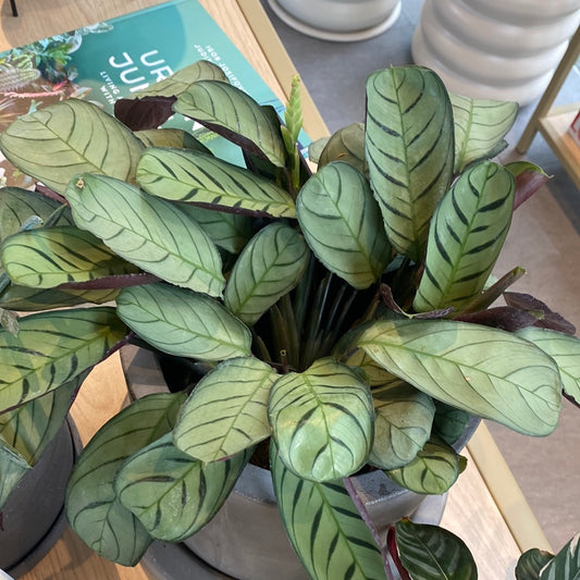 Planta Calathea Variedad Chica