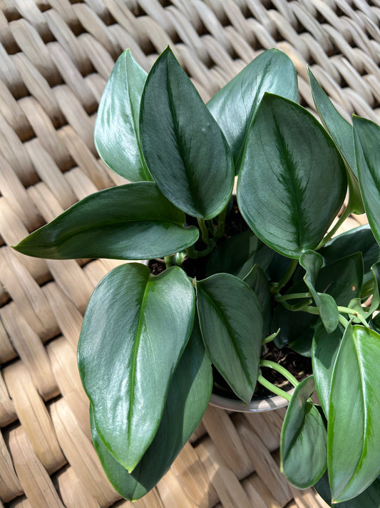 Planta Philodendron Moonlight