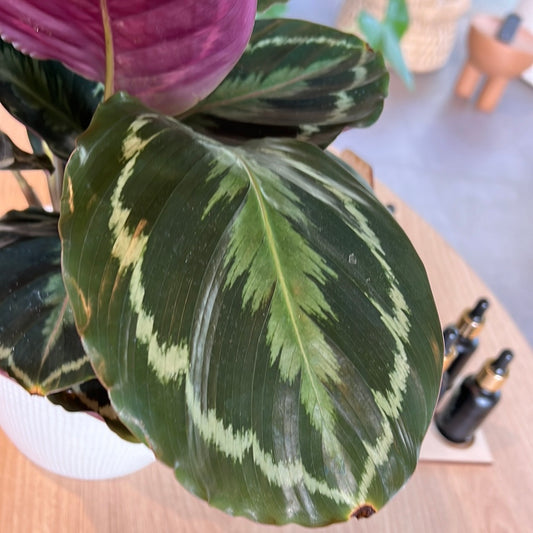 Planta Calathea Medallion