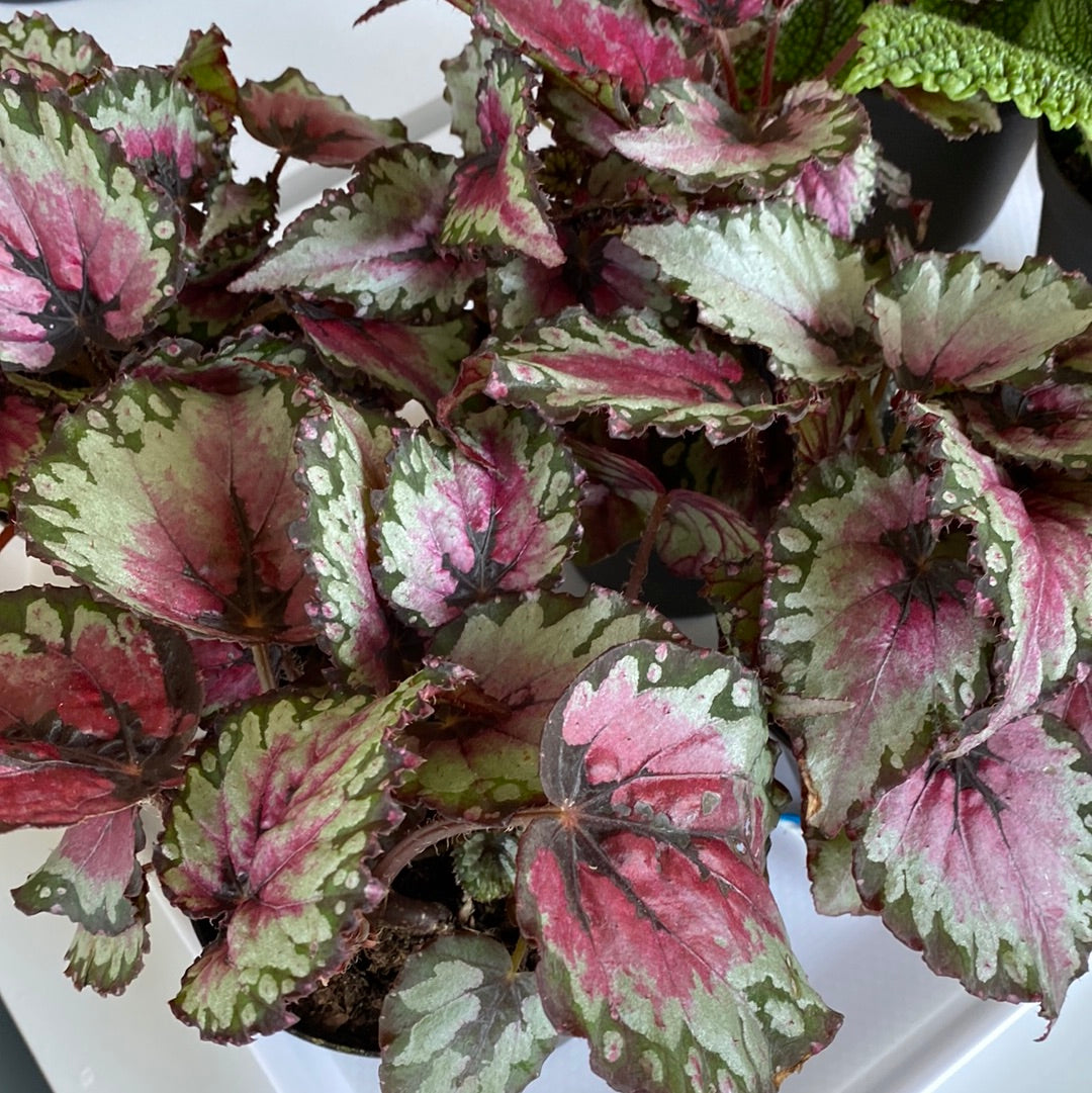 Planta Begonia Rex