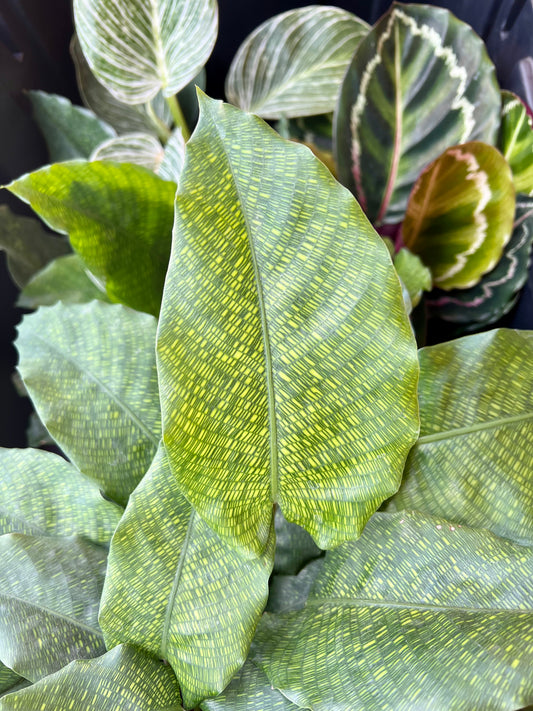 Planta Calathea Mosaica