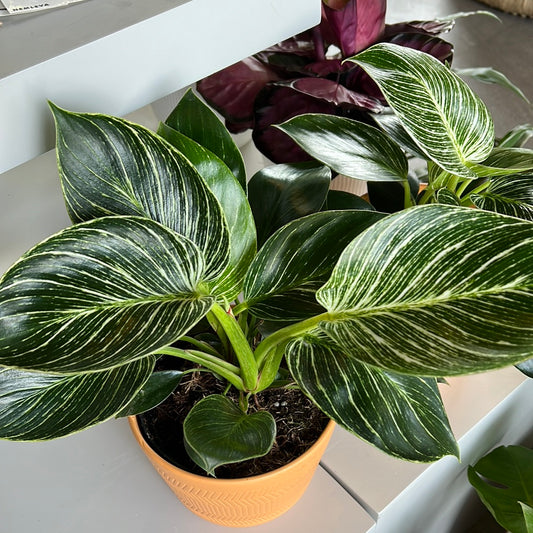 Planta Philodendron Birkin