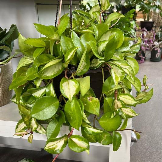 Planta Hoya Variegada Colgante