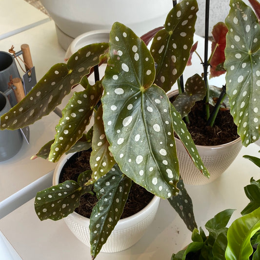 Planta Polka Dot