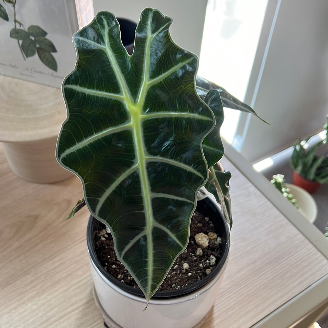 Planta Alocasia