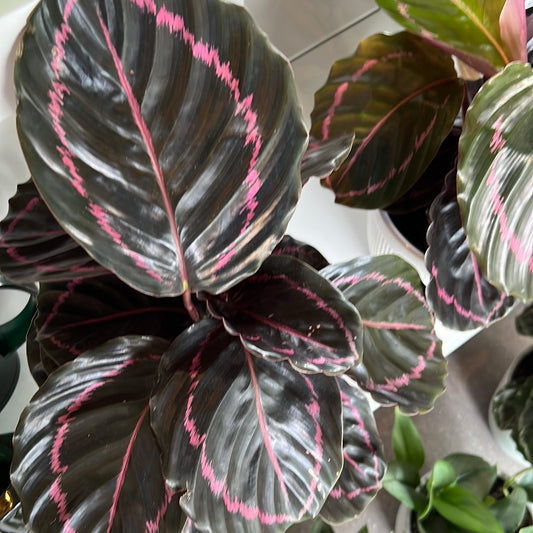 Planta Calathea Dottie chica