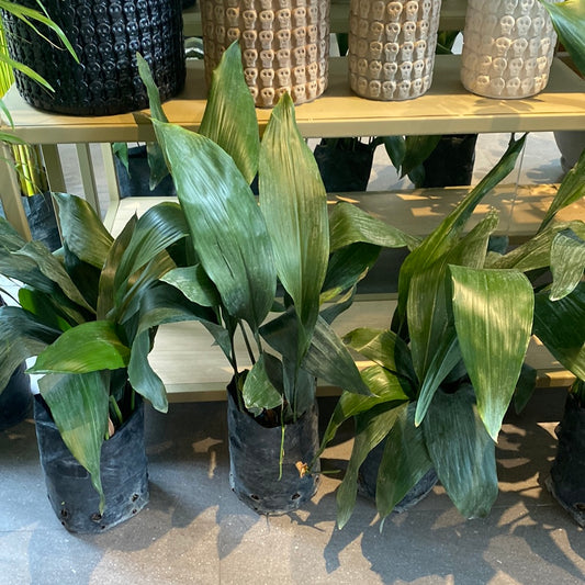 Planta Aspidistra